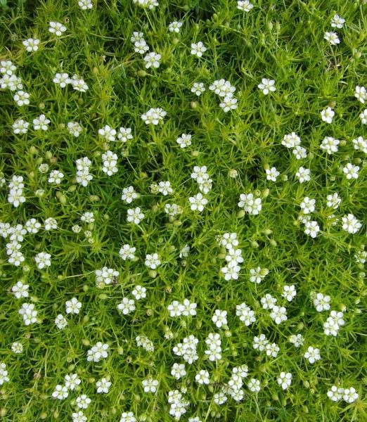 Sagina subulata 'Supreme'